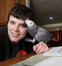 African grey parrot learns new words and communicates effectively