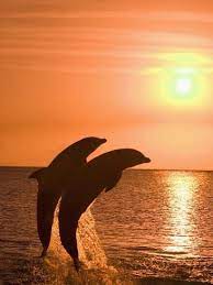 Bottlenose Dolphins Caribbean Sea Photographic Print Stuart Westmoreland Art Com Dolphins Sunset Pictures Beautiful Sunset Pictures