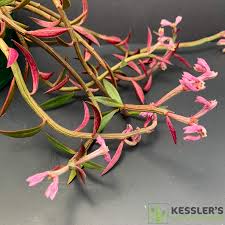 Image result for Monadenium rugosum