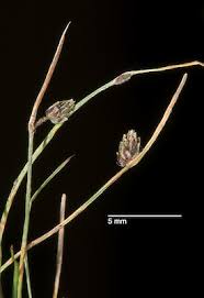 Image result for Isolepis setacea