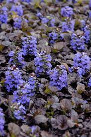 All thymes need full sun and good drainage, and the plants respond well to shearing after spring blooms begin to fade. Bugleweed A Perennial Groundcover That Loves The Shade Hgtv