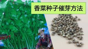 香菜种子这样处理 发芽更快 长得更旺盛 种子育苗 下 youtube beautiful gardens make it yourself