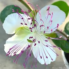 Image result for Capparis