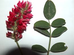 Image result for Hedysarum