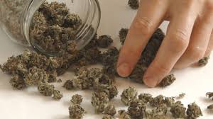 Marijuana strains available for marijuana breeders to crossbreed marijuana strains to produce new, hybrid medical marijuana strains or cannabis varieties. Jamaica Faces Marijuana Shortage As Farmers Struggle Abc News