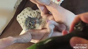 Gorilla Machine Achor Dildo DP