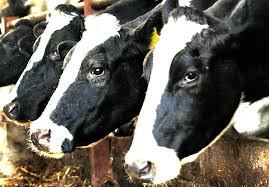 Add the milk, cream, salt, and remaining sugar to a saucepan and cook over medium heat until scalding hot. The Perfect Milk Machine How Big Data Transformed The Dairy Industry The Atlantic