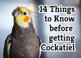 14 Things To Know Before Getting A Cockatiel