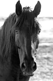 Beautiful Black And White Horse Photography All Beauty All The Time Black Horses Horses Horse Love
