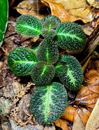 Image result for Tricalysia sp. E