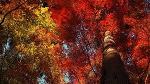 Red And Yellow Leafs Hd Wallpaper Nature And Landscape Wallpaper Better Find & download free graphic resources for red wallpaper. red and yellow leafs hd wallpaper