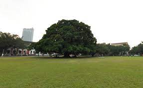大成功だ, 大成功でした, 大成功を収めました, 古本市の大成功, 我々が大変なリスクのある仕事を成功しても. æˆå¤§æ¦•åœ' å°å—æ—…éŠç¶²