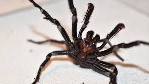 Most spider bites are harmless, but some can be serious. Australian Reptile Park Breeds And Extracts Venom From Deadly Funnel Web Spiders Bega District News Bega Nsw
