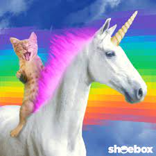 Popular Gif Unicorn Cat Funny Cats And Dogs Funny Cute Cats