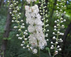 Image result for Faurea racemosa