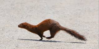 Covid 19 Ends Dutch Mink Farming Eurogroup For Animals