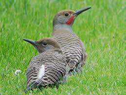 Get it, oh whatever) it was a juvenile northern flicker ok you probably got it, i copied and pasted xd whatever, thanks beanhead! Baby Birds Leave Them Alone Birdnote