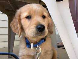 Happy 8th woofers Milo 🍖🎂😍 DeFasay 周日科 Rudbeck