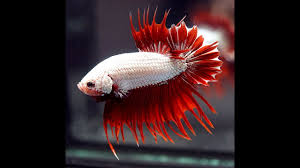 The red dragon has metallic white and red fins right? Betta Fish Premium Red Dragon Crowntail Plakat Ctpk Male 615 Youtube