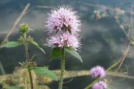 Image result for Mentha aquatica