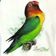 Mulai dari gambar sketsa pemandangan, gambar sketsa wajah, gambar sketsa bunga. 76 Gambar Burung Lovebird Kartun Paling Keren Gambar Pixabay