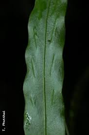 Image result for Loxogramme