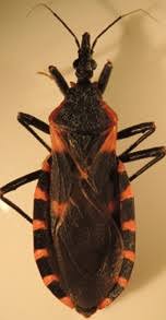 The bug, named because it generally bites around the mouth and eyes, carries a parasite that can cause a potentially fatal disease. Kissing Bugs Are They Dangerous Includes Steps To Remove Them