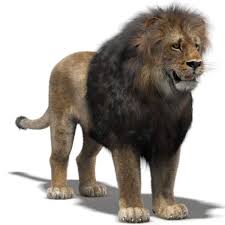 Lion 3d Model Animals Lion Cat Fur