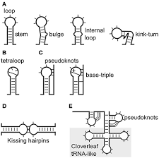 Rna structure differs from dna structure in three specific ways. Frontiers Know Your Enemy Successful Bioinformatic Approaches To Predict Functional Rna Structures In Viral Rnas Microbiology