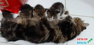 Kucing persia medium adalah jenis kucing persia yang terjadi di indonesia. Kucing Persia Hitam Coklat