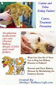 Pet S Kidney Disease What Veterinarians Won T Tell You Kidney Disease Dog Renal Failure Renal Disease