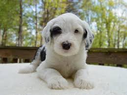 Mostly White Sheepadoodle Puppy Sheep Dog Puppy English