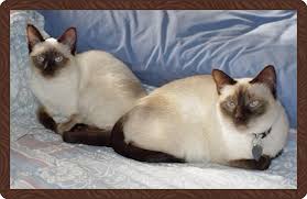 Learn how this siamese cat breed came to be as we dive in deep about their history. Siamese Kittens For Sale Ohio Petfinder