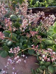 Image result for Crassula maputensis
