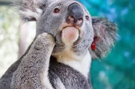 Our latest donations were to koala hospital port macquarie, fauna rescue sa, mallacoota wildlife shelter and the wildlife preservation society of qld. When Prosthetic Makers Said It Couldn T Be Done Dentist Gives Orphaned Koala A New Foot