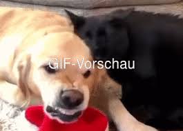 Weitere ideen zu lustig, gif bilder lustig, gif. Das War Blod