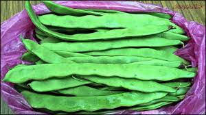 Sun beans foods industries sdn. Simple Living In Nancy Picking Broad Beans Or Kacang Parang Cameron Highlands
