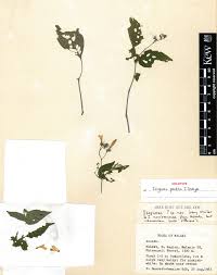 Image result for Isoglossa