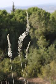 Image result for Drimia calcarata