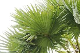 Image result for Borassus