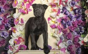 Lab terrier mix black and white. Lab Terrier Mixes Which Dog Is The Perfect Pet For You K9 Web