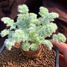 Image result for Pelargonium apetalum