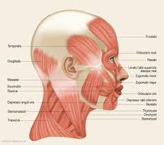 Learn this topic fast with head and neck muscle anatomy reference charts. Head Muscles Diagram Koibana Info Head Muscles Face Muscles Anatomy Human Body Anatomy