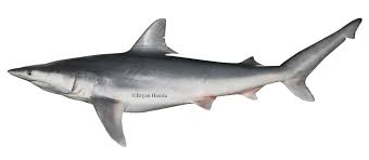 Image result for Isodon