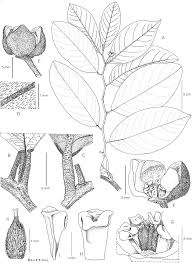 Image result for Monanthotaxis