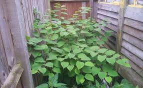 On a more serious note, it can jeopardise your chances of selling or buying a home, with. How Close Is Japanese Knotweed Getting To My Home Bbc News