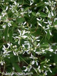 Euphorbia hypericifolia diamond frost plant. Euphorbia Hypericifolia Inneuphdia Diamond Frost Stardust White Sparkle Toptropicals Com