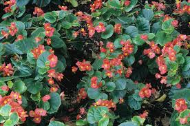 Image result for begonia semperflorens
