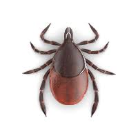 Raid Flea Killer Plus Carpet Room Spray