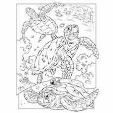 Sea & ocean animals coloring pages. 35 Best Free Printable Ocean Coloring Pages Online